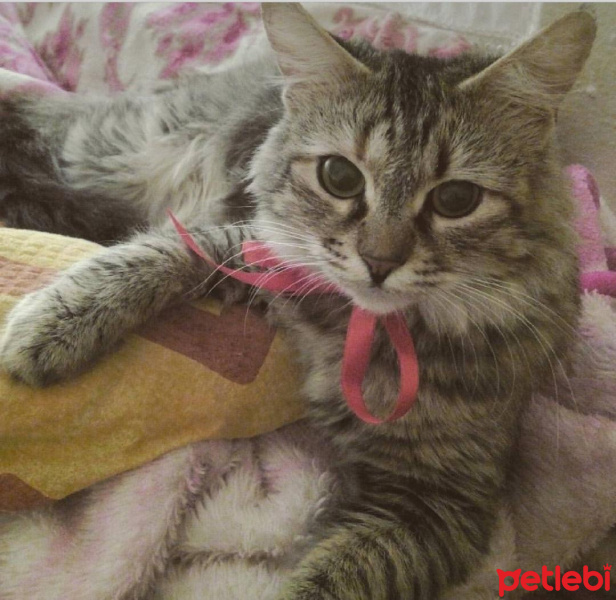 American Bobtail, Kedi  LUNA fotoğrafı