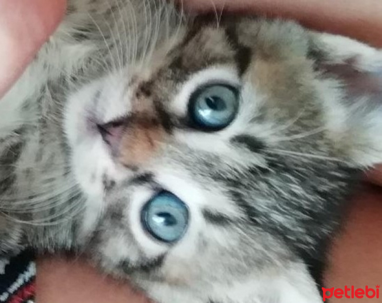 American Bobtail, Kedi  LUNA fotoğrafı
