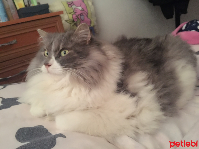 Tekir Kedi, Kedi  vitali fotoğrafı