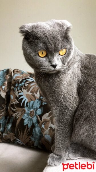 Scottish Fold, Kedi  Kafi fotoğrafı