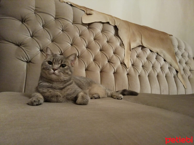 Scottish Fold, Kedi  Miyu fotoğrafı