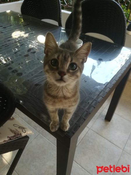 Tekir Kedi, Kedi  Zümrüt fotoğrafı