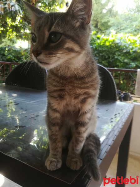 Tekir Kedi, Kedi  Zümrüt fotoğrafı