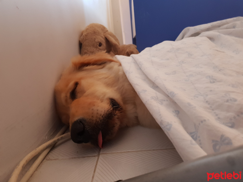 Golden Retriever, Köpek  Atlas fotoğrafı