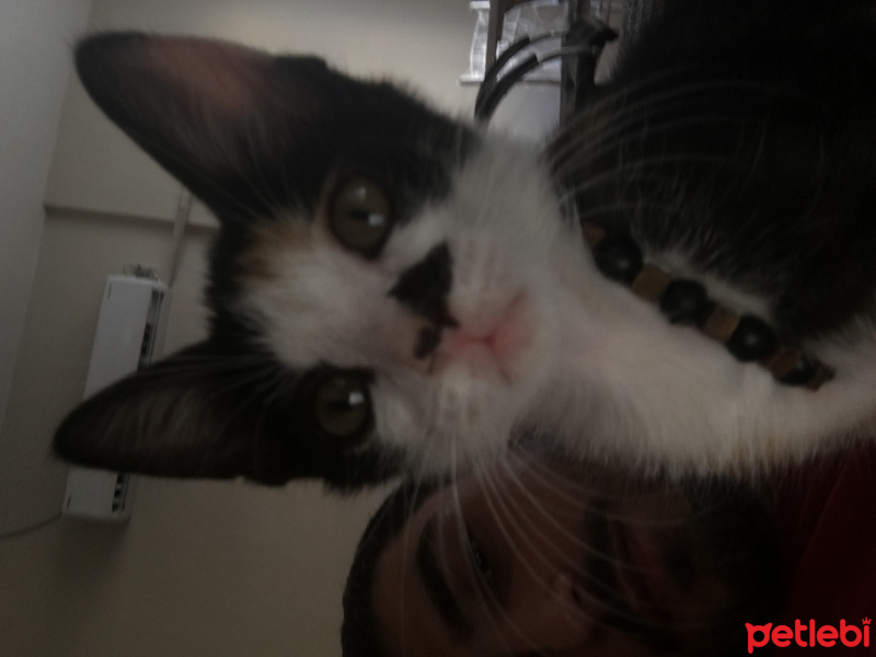 Tekir Kedi, Kedi  Güneş fotoğrafı