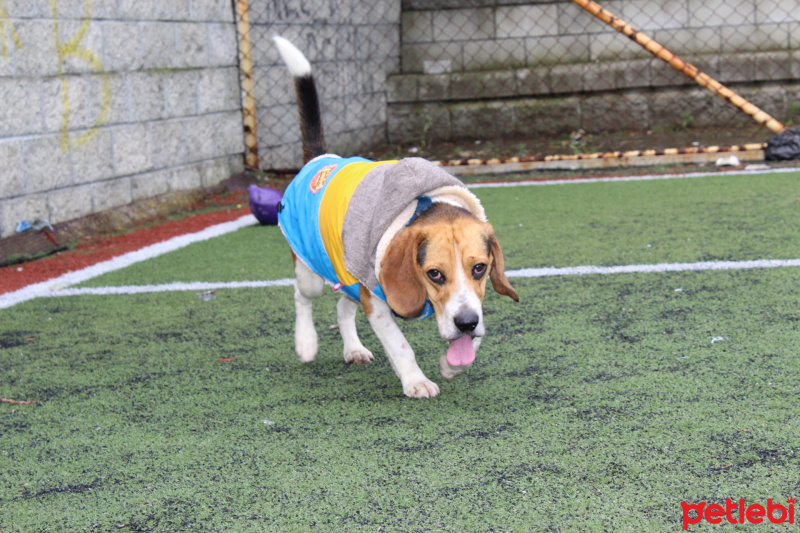 Beagle, Köpek  ALFA fotoğrafı
