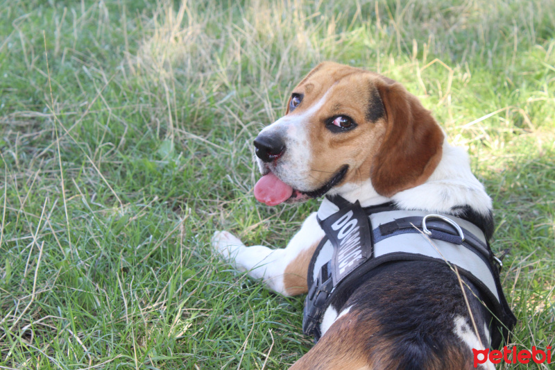 Beagle, Köpek  ALFA fotoğrafı