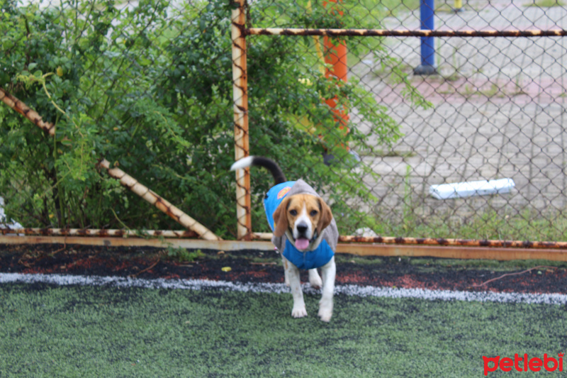 Beagle, Köpek  ALFA fotoğrafı