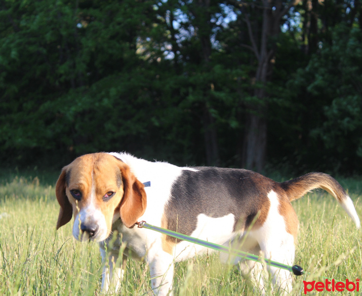 Beagle, Köpek  ALFA fotoğrafı