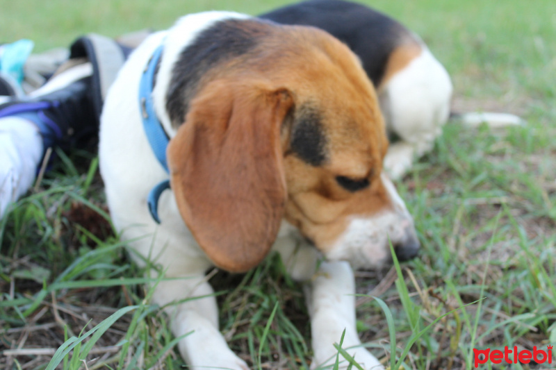Beagle, Köpek  ALFA fotoğrafı