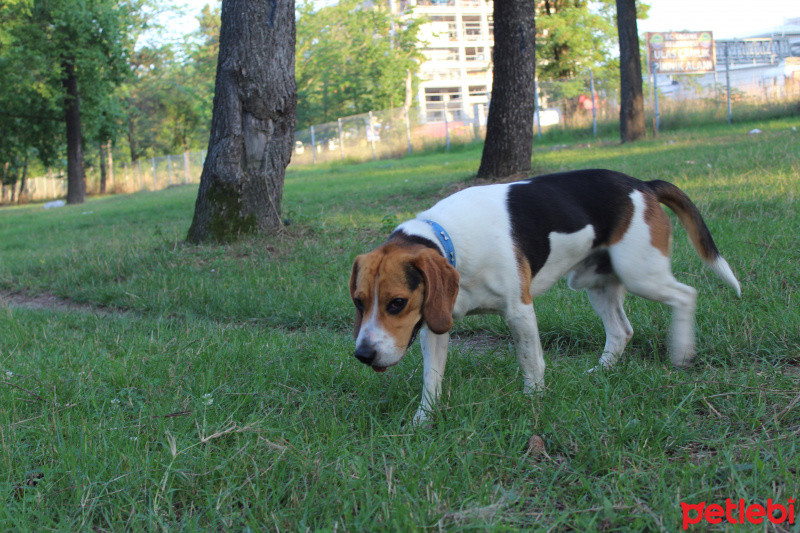 Beagle, Köpek  ALFA fotoğrafı
