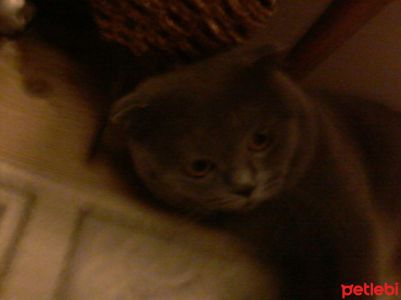 Scottish Fold, Kedi  Duman fotoğrafı