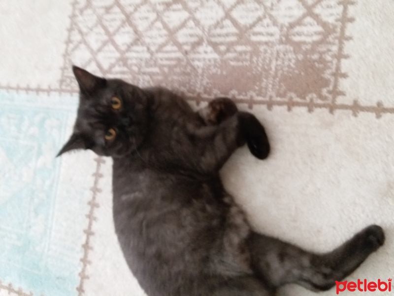 British Shorthair, Kedi  mia fotoğrafı