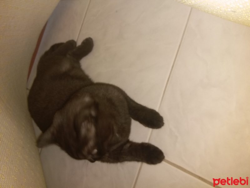 British Shorthair, Kedi  mia fotoğrafı