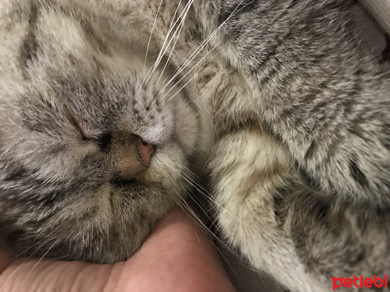 İran Kedisi (Persian), Kedi  Kasırga fotoğrafı