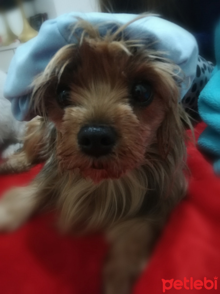 Yorkshire Terrier, Köpek  Maya fotoğrafı