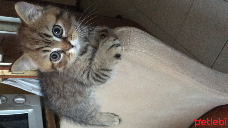 İran Kedisi (Persian), Kedi  Kivi fotoğrafı