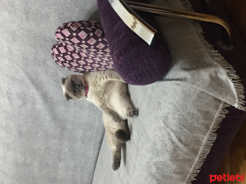 Scottish Fold, Kedi  Pera fotoğrafı