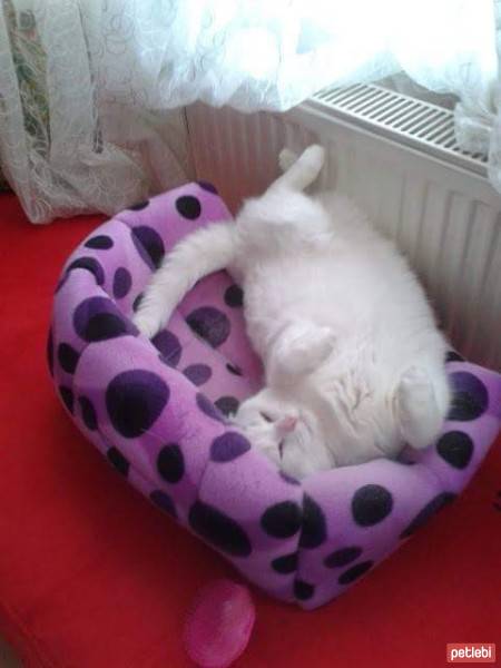 Ankara Kedisi, Kedi  Naz fotoğrafı