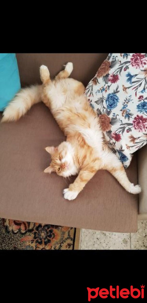 Chinchilla, Kedi  AŞİL fotoğrafı