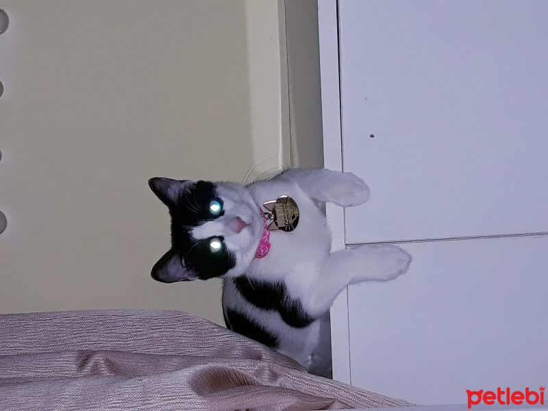 Tekir Kedi, Kedi  Minnoş fotoğrafı
