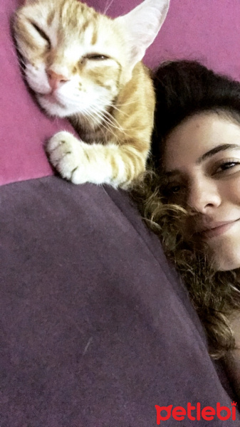 Tekir Kedi, Kedi  Mualla ve yavruları fotoğrafı