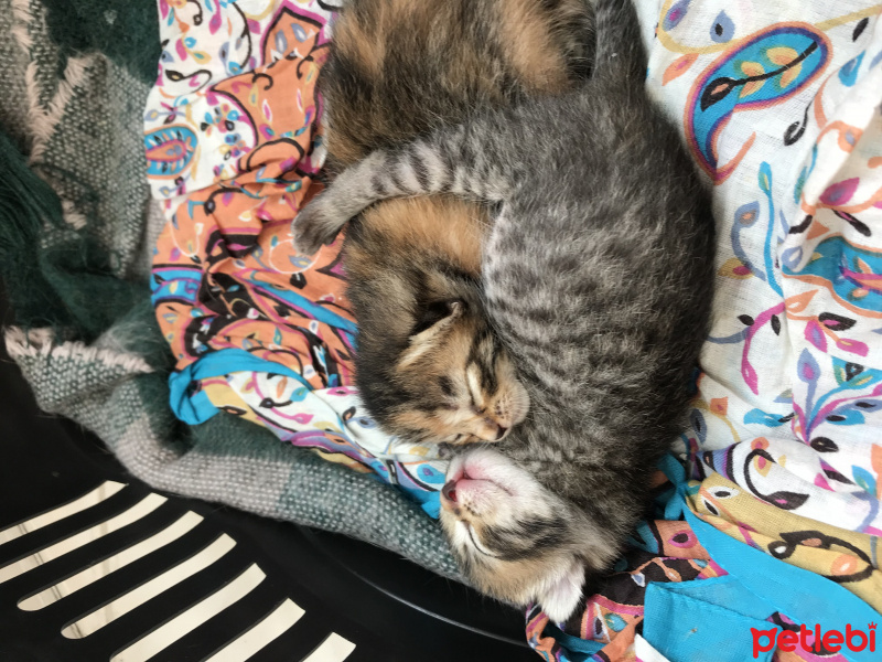 Tekir Kedi, Kedi  Mualla ve yavruları fotoğrafı