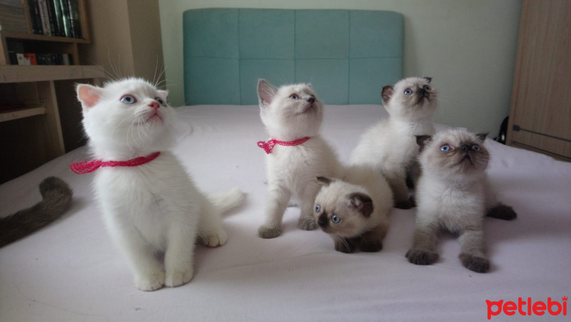 Scottish Fold, Kedi  eva fotoğrafı