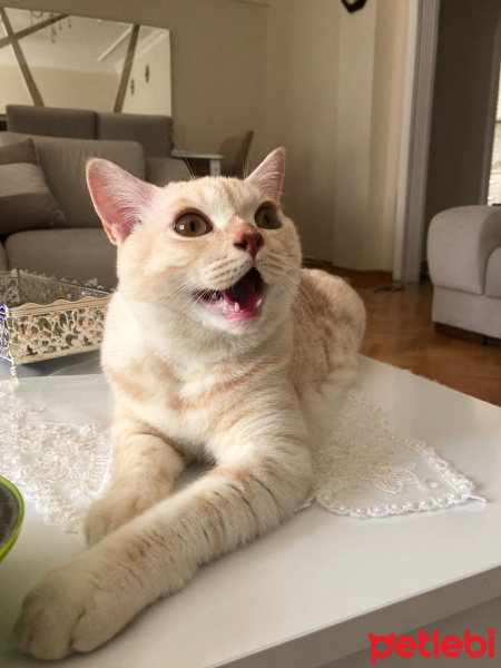 British Shorthair, Kedi  Tarçın fotoğrafı
