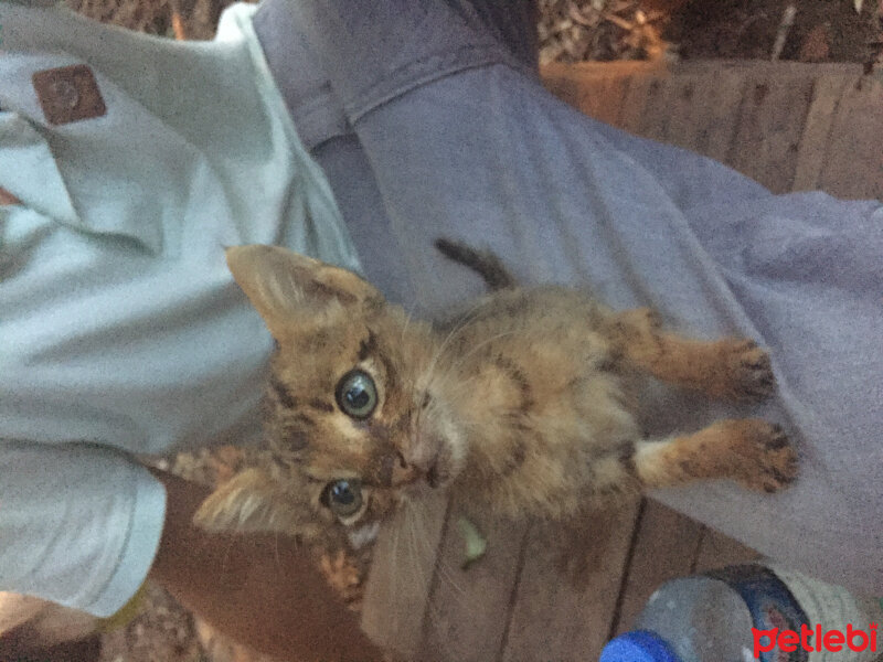 Tekir Kedi, Kedi  Şanslı fotoğrafı