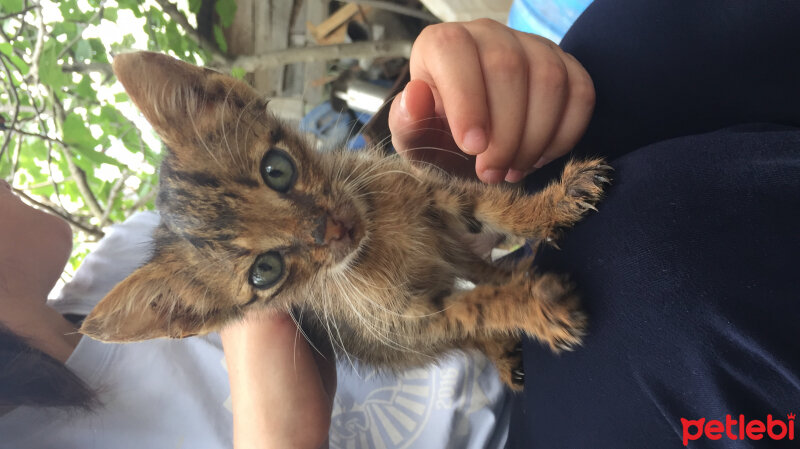 Tekir Kedi, Kedi  Şanslı fotoğrafı