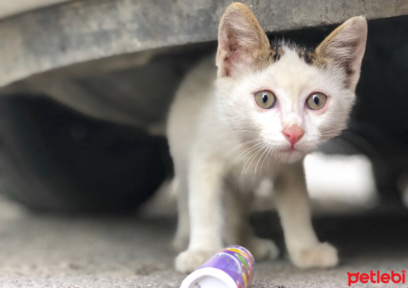 Tekir Kedi, Kedi  Pamuk fotoğrafı