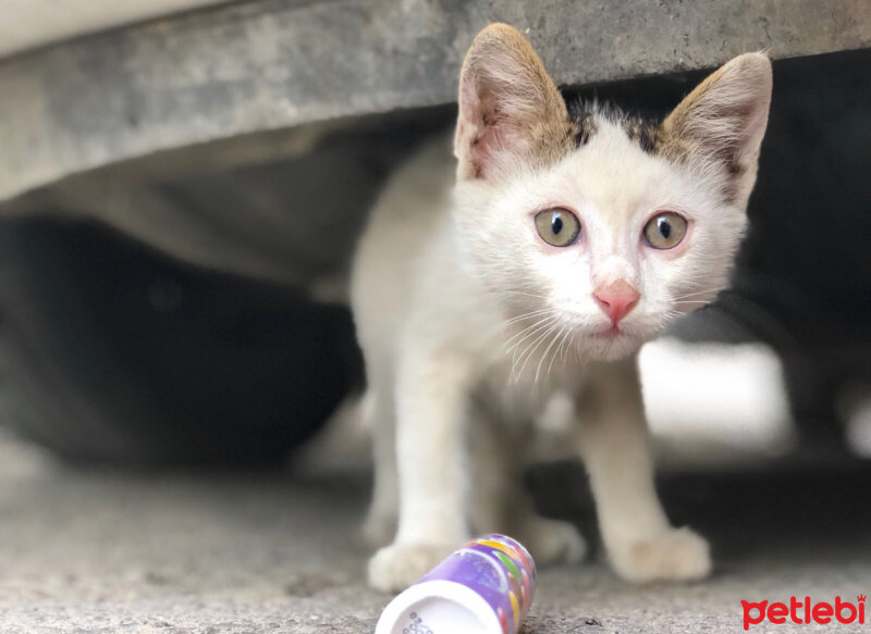 Tekir Kedi, Kedi  Pamuk fotoğrafı