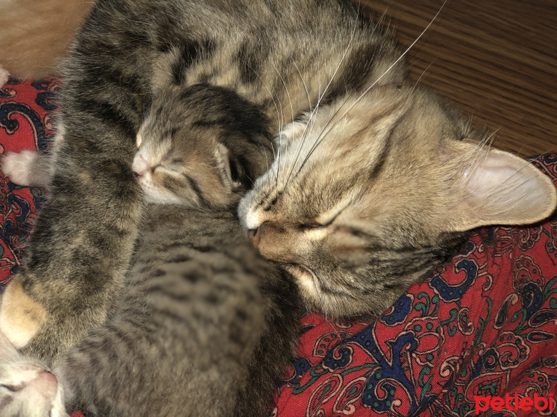 Tekir Kedi, Kedi  Mia fotoğrafı