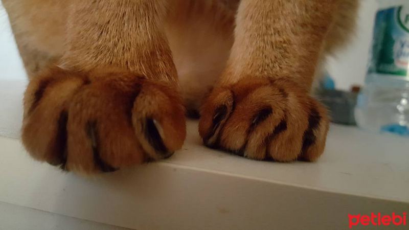 Abyssinian, Kedi  imhotep fotoğrafı