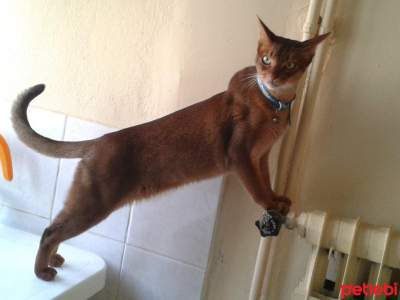 Abyssinian, Kedi  imhotep fotoğrafı