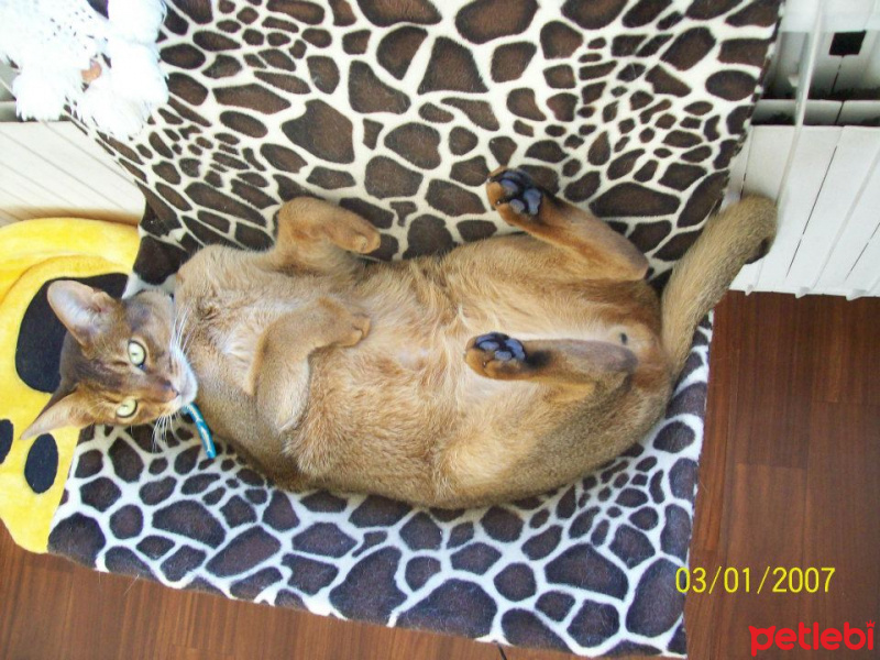 Abyssinian, Kedi  imhotep fotoğrafı