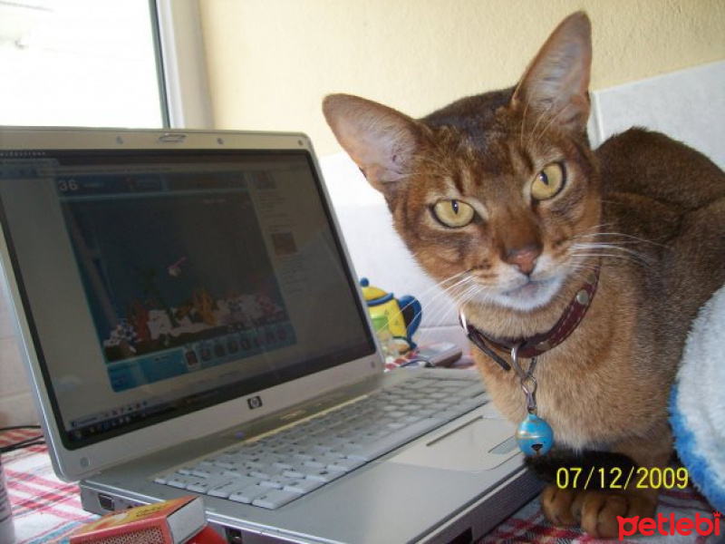 Abyssinian, Kedi  imhotep fotoğrafı