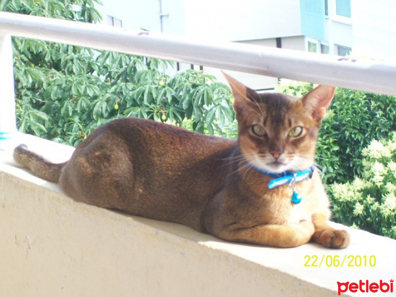 Abyssinian, Kedi  imhotep fotoğrafı