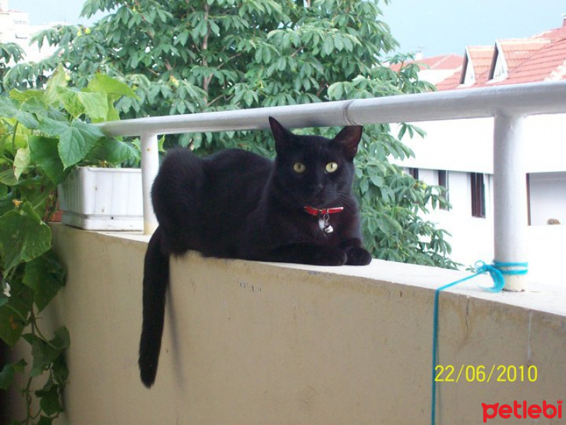 Bombay, Kedi  TAFO fotoğrafı
