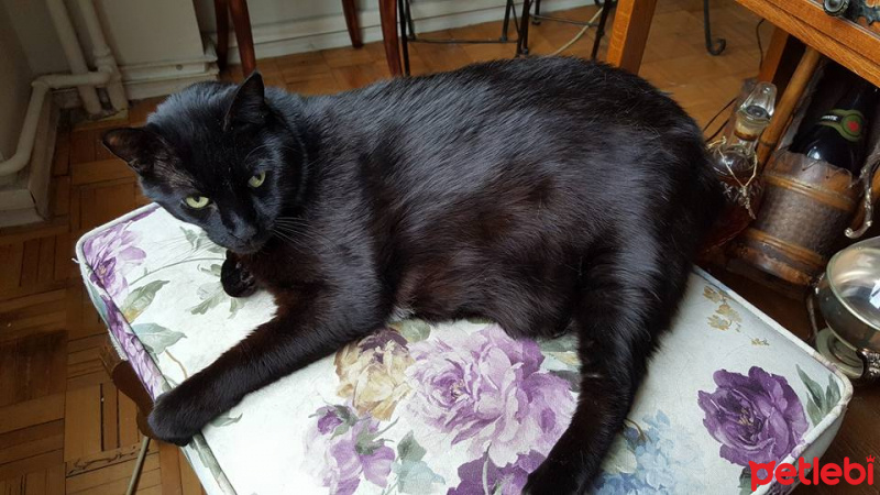 Bombay, Kedi  TAFO fotoğrafı