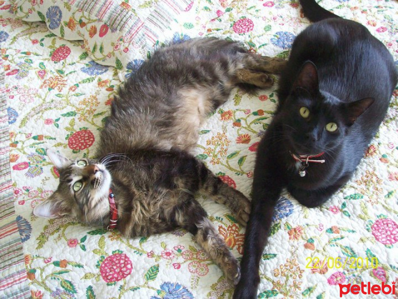 Tekir Kedi, Kedi  PITPIT (MIYMIY) fotoğrafı