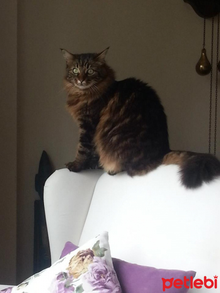 Tekir Kedi, Kedi  PITPIT (MIYMIY) fotoğrafı