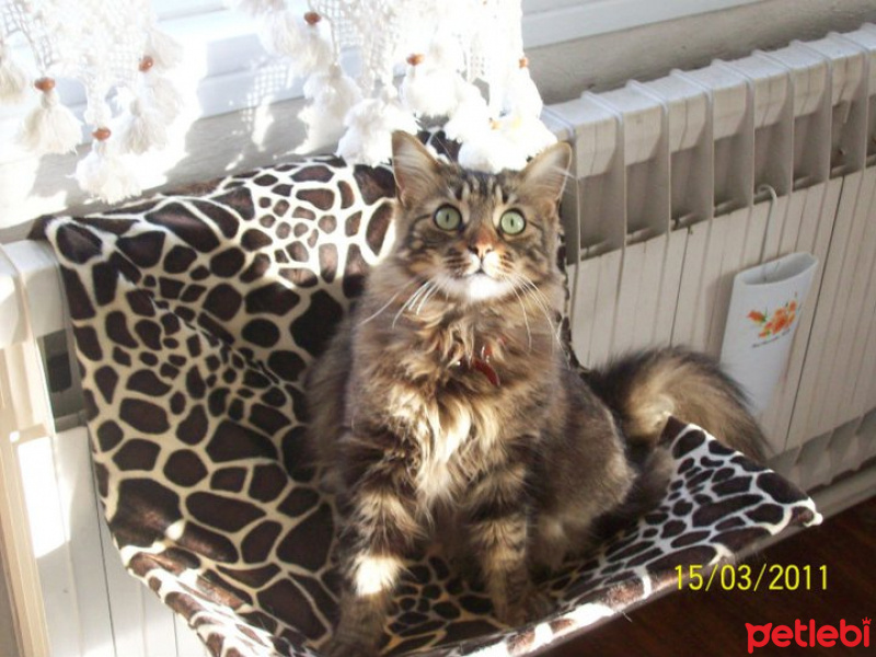 Tekir Kedi, Kedi  PITPIT (MIYMIY) fotoğrafı