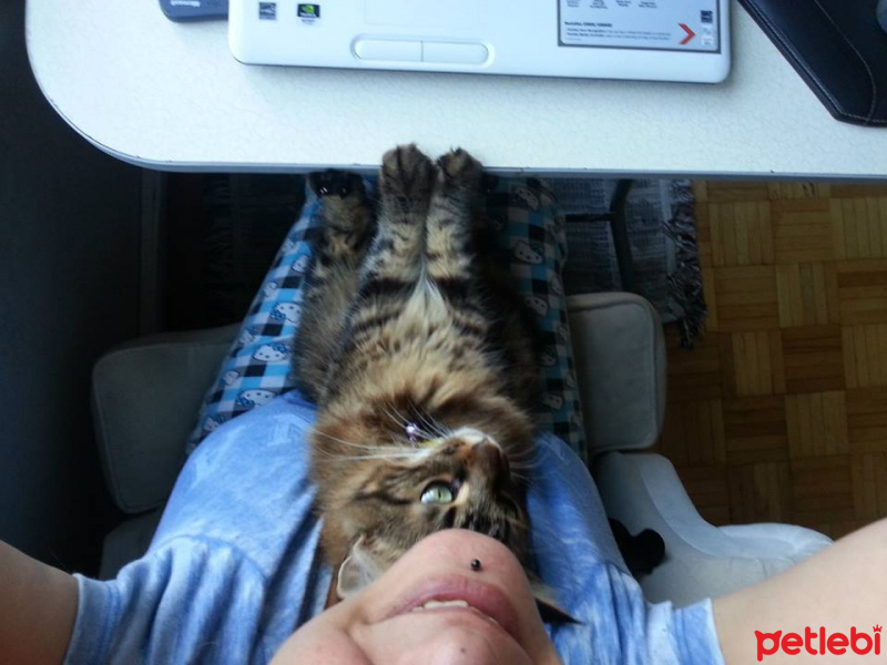 Tekir Kedi, Kedi  PITPIT (MIYMIY) fotoğrafı