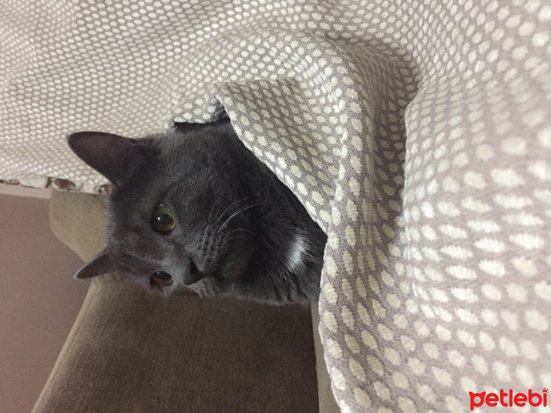 British Shorthair, Kedi  Venüs Gümüş fotoğrafı