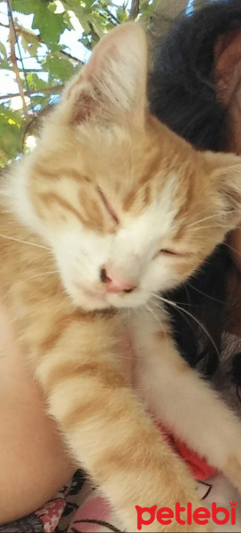 Tekir Kedi, Kedi  Kadayıf fotoğrafı