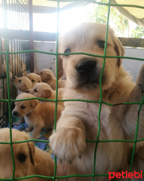 Golden Retriever, Köpek  İsimsiz fotoğrafı