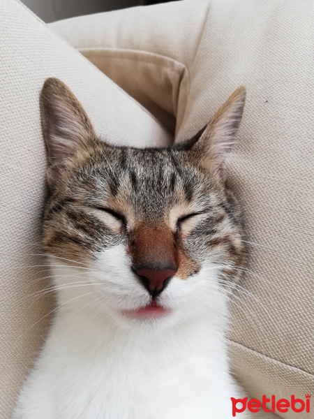 Tekir Kedi, Kedi  Midas fotoğrafı