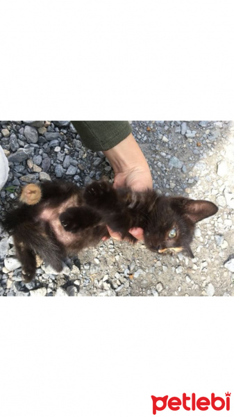 Cymric, Kedi  Minik dost fotoğrafı